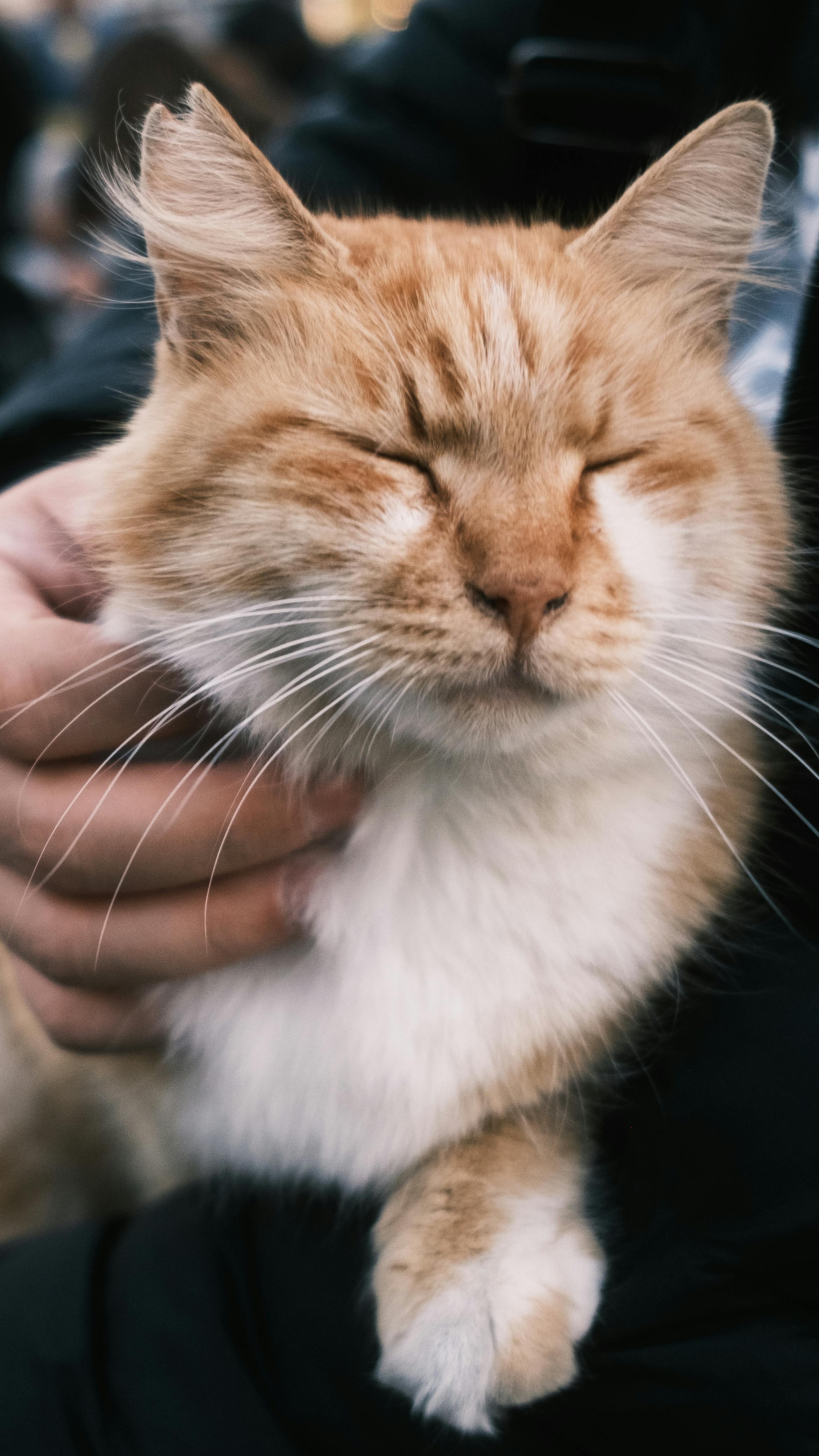Orangene Katze wird gestreichelt
