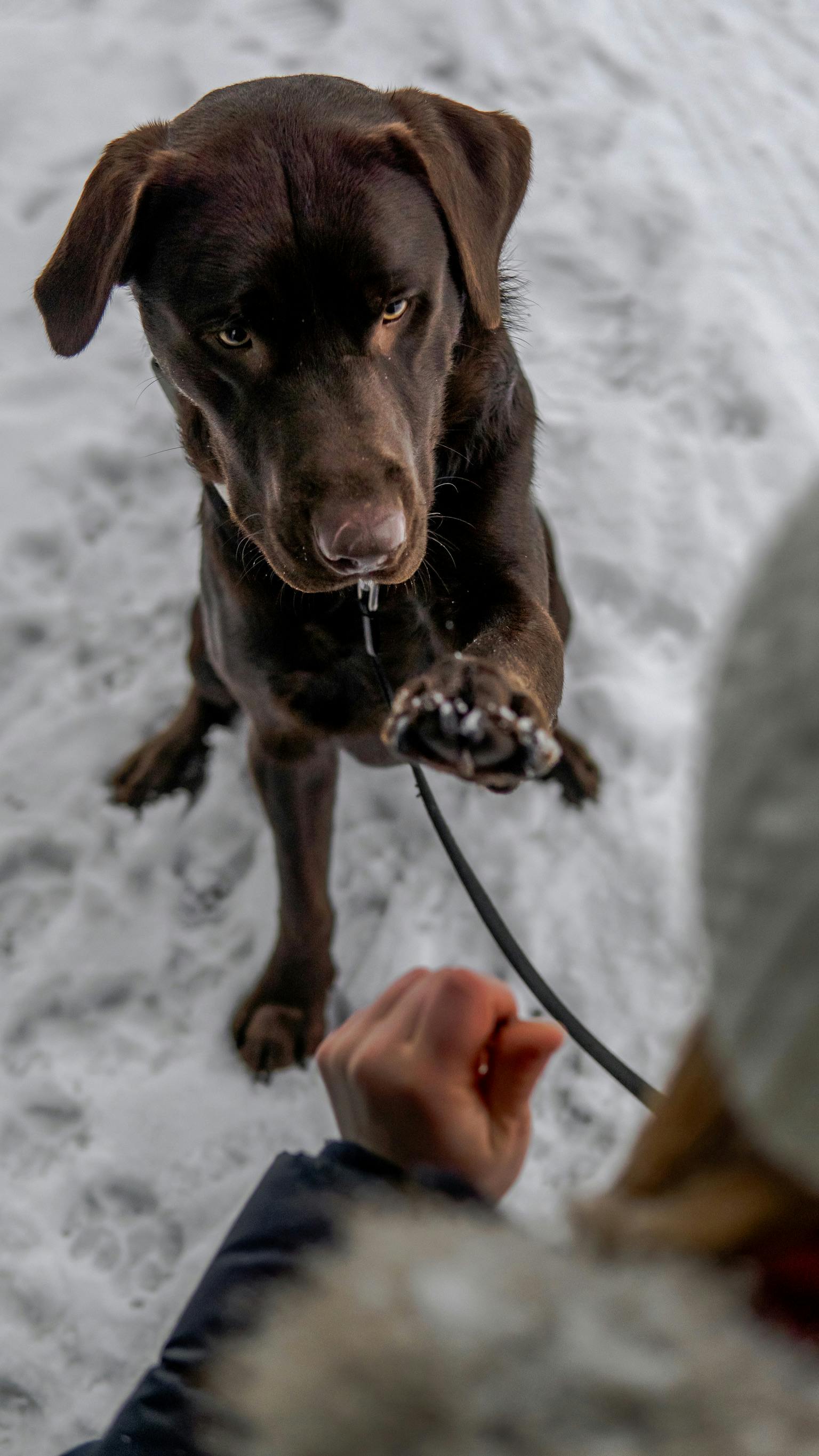 Labrador schaut treu in die Kamera